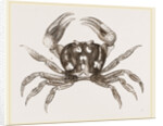 Gecarcinus ruricola by Anonymous