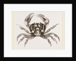 Gecarcinus ruricola by Anonymous