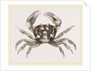 Gecarcinus ruricola by Anonymous