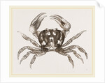 Gecarcinus ruricola by Anonymous