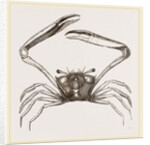 Gonoplax rhomboides by Anonymous