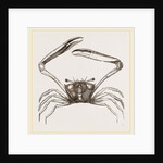 Gonoplax rhomboides by Anonymous