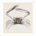 Gonoplax rhomboides by Anonymous