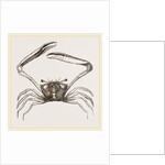 Gonoplax rhomboides by Anonymous