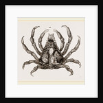 Naxia serpulifera by Anonymous