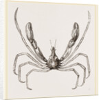 Stenorhynchus phalangium by Anonymous