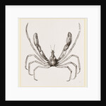 Stenorhynchus phalangium by Anonymous