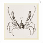 Stenorhynchus phalangium by Anonymous