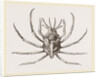 Stenocinops cervicornis by Anonymous