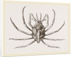 Stenocinops cervicornis by Anonymous