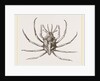 Stenocinops cervicornis by Anonymous