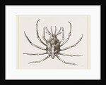 Stenocinops cervicornis by Anonymous