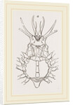 Stenocinops cervicornis by Anonymous