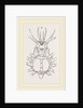 Stenocinops cervicornis by Anonymous
