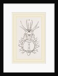 Stenocinops cervicornis by Anonymous