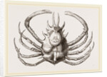 Pericera cornuta by Anonymous