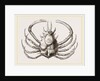 Pericera cornuta by Anonymous