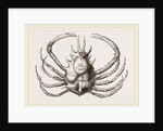 Pericera cornuta by Anonymous