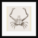 Euryonome aspera by Anonymous