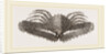 Lambrus Longimanus by Anonymous