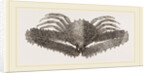 Lambrus Longimanus by Anonymous