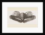 Lambrus Longimanus by Anonymous