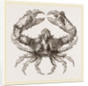 Parthenope horrida by Anonymous