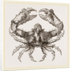 Parthenope horrida by Anonymous