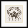 Parthenope horrida by Anonymous