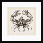 Parthenope horrida by Anonymous