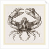 Parthenope horrida by Anonymous