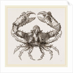 Parthenope horrida by Anonymous