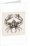 Parthenope horrida by Anonymous