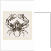 Parthenope horrida by Anonymous