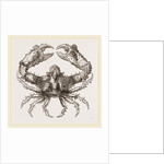 Parthenope horrida by Anonymous
