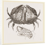 Calappa tuberculata by Anonymous