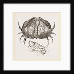 Calappa tuberculata by Anonymous