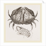 Calappa tuberculata by Anonymous