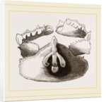 Cryptopodia fornicata Upper Surface by Anonymous