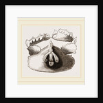 Cryptopodia fornicata Upper Surface by Anonymous