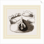 Cryptopodia fornicata Upper Surface by Anonymous