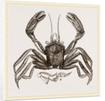 Homola spinifrons by Anonymous