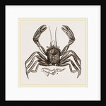 Homola spinifrons by Anonymous