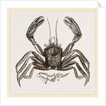 Homola spinifrons by Anonymous