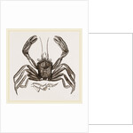 Homola spinifrons by Anonymous