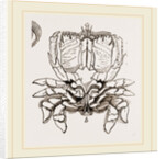 Ranina dentata by Anonymous