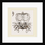 Ranina dentata by Anonymous