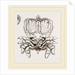 Ranina dentata by Anonymous