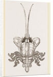 Albunea symnista by Anonymous