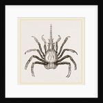 Pactulus Boscii by Anonymous